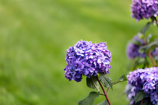 Close of purple blue hydrangea flower garden during late summer with green grass in bokeh effect during natural sunlight outdoors
