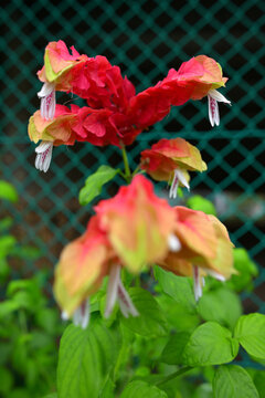 コエビソウ　Justicia brandegeeana