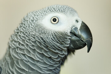 grey parrot © pink-egret