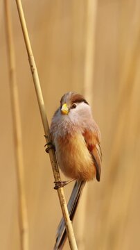 Close up portrait of a beautiful female bearded reedling bird clinging to a dry yellow reed in its natural wetland habitat.