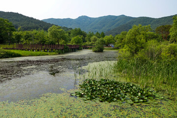 Obraz premium 전라북도 고창군 선운사 일대 풍경, Scenery around Seonunsa Temple in Gochang-gun, Jeollabuk-do