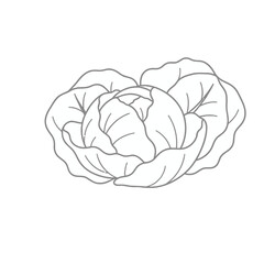 Obraz premium Cabbage line art