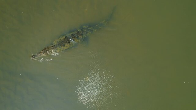 American Crocodile swimming in murky green water of Tarcoles river in Costa Rica