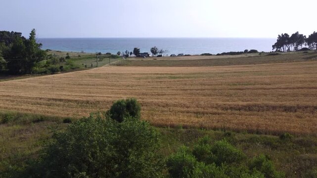 Golden Wheat Fields Along the Mediterranean Coast of Kassandra, Halkidiki, Greece Aerial View