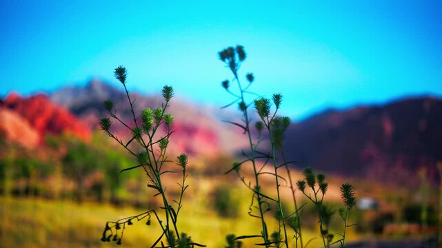 Mountain bokeh and b roll in southwest USA