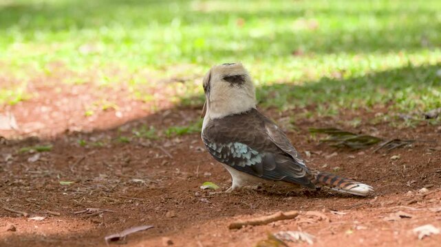 Kookaburra standing on ground, feeding and shaking its head in Mt. Tamborine, Queensland, Australia,