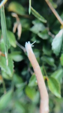 Siwak Branch