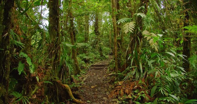 Dirt trail with steps leads through a dense sunlit tropical jungle overgrown with lush ferns in cloud forest