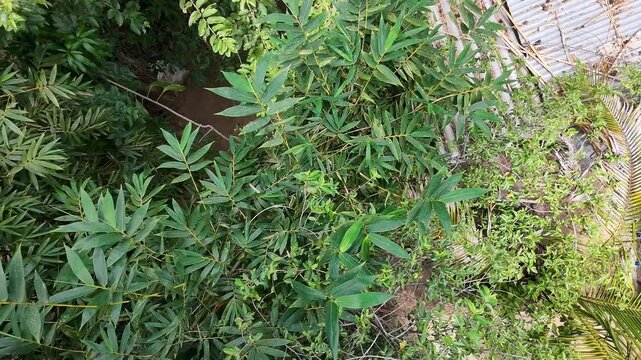 Low Angle Shot of Green Bamboo Leaves Blowing in Drone Wind Draft