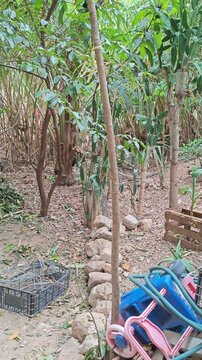 Rooster Walking Freely Under Green Plants in Backyard Garden