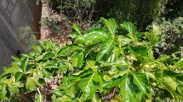 Noni Tree Leaves and Ripe Fruits Swaying in Strong Drone Wind Draft