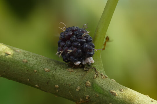 Close up of scale insect mealybug on plant branch with natural background
