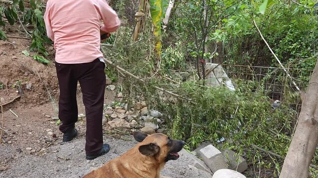 Young Man Cutting Tree Branches Beside His German Shepherd Dog