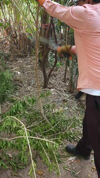 Young Man Trimming Small Tree Branches with Garden Pruning Shears