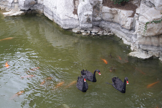 A black swan is swimming on the calm lake.잔잔한 호수위에 흑조가 헤엄을 치고있습니다