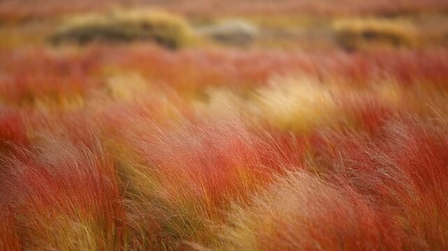 秋の草紅葉の湿原 シームレスループ動画背景 16:9 4K