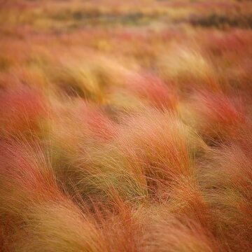 秋の草紅葉の湿原 シームレスループ動画背景 1:1 4K