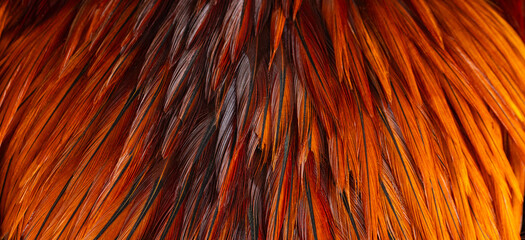 Vibrant Orange Rooster Feathers Background and Texture,Macro close-up shot of stunning bright orange, red, and brown rooster feathers, showing intricate natural texture, organic patterns, and soft. © banjongseal324
