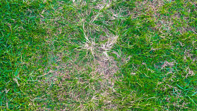 Top down view of green lawn with dry brown patches and dead grass in backyard garden