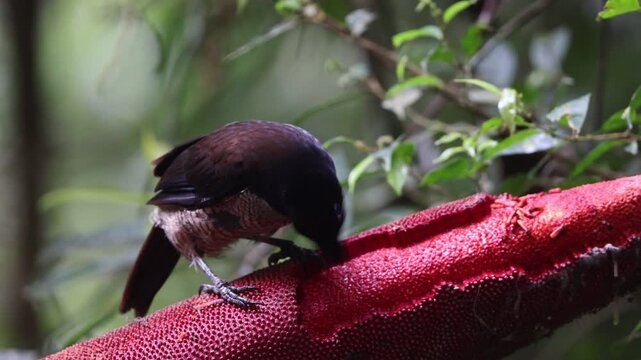 The western or Arfak parotia (Parotia sefilata) is a medium-sized, approximately 33 cm long, bird-of-paradise with a medium-length tail.