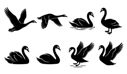 Set of black silhouettes of swans in various poses including flying swimming and standing isolated on white background © Najma