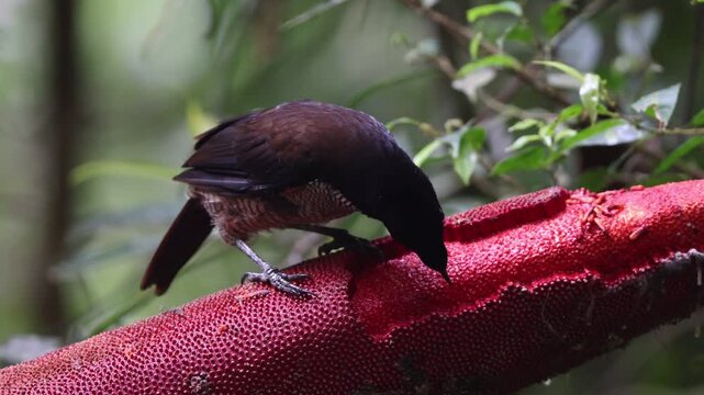 The western or Arfak parotia (Parotia sefilata) is a medium-sized, approximately 33 cm long, bird-of-paradise with a medium-length tail.