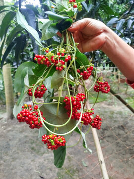 Hand holding red berry cluster branch in outdoor garden environment showing freshly harvested wild botanical fruit