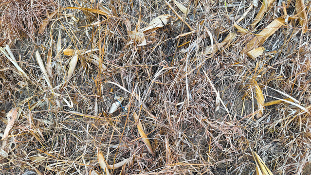 Dry withered grass and golden straw texture on ground during summer heat