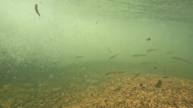 琵琶湖流入河川の堰堤で泳ぐコアユとビワマス稚魚の群れ