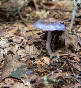 Cortinarius iodes viscid violet spotted cort mushroom slimy
