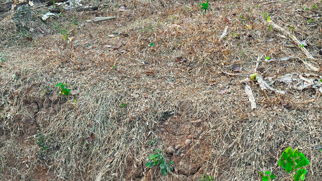 Dry brown grass and wild green plants on a dirt slope outdoors