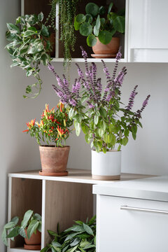 Flowering Thai basil and dwarf chili pepper grow beside pilea, hoya and other decorative houseplants, creating aromatic edible apartment garden with cozy greenery and urban gardening style.