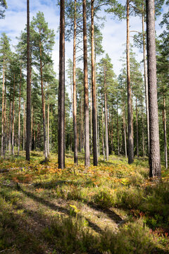 Tall pine trunks rise above colorful heather, ferns, moss and low vegetation during early autumn. Soft sunlight illuminates forest filled with first signs of fall season. 