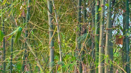 Fotobehang Badkamer Dense Green Bamboo Forest Thicket with Sunlight in Tropical Garden Nature Background  ©  nur fatahillah