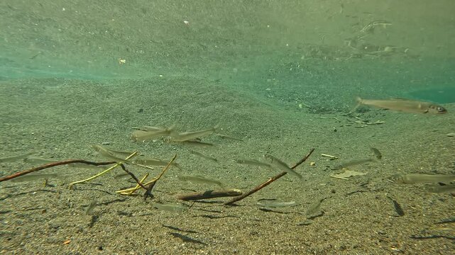 琵琶湖流入河川のコアユ(sweetfish)の群れの水中映像