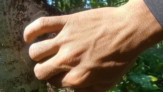Black ants colony infesting a green soursop fruit on a tree trunk examined by a human hand.