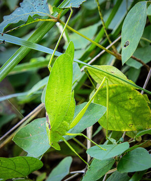 Oblong-winged green flat Katydid Amblycorypha oblongifolia walking leaf closeup in grass