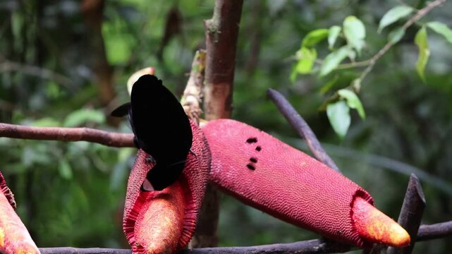 The western or Arfak parotia (Parotia sefilata) is a medium-sized, approximately 33 cm long, bird-of-paradise with a medium-length tail.
