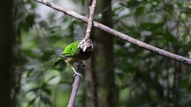 The black-eared catbird (Ailuroedus melanotis arfakianus) is a species of bowerbird (Ptilonorhynchidae) in Arfak moutain, west Papua, Indonesia.