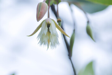 Naklejka premium Elaeocarpus grandiflorus Sm, Fairy petticoats or Lily of the valley or ELAEOCARPACEAE or white flower