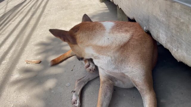 Stray Brown Dog Scratching and Grooming Itself on the Street