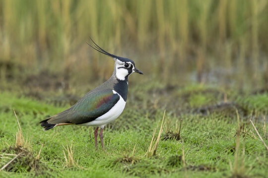 Northern lapwing standing in wet meadow, wildlife and grassland habitat concept