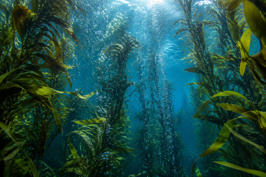 Dense underwater kelp forest with streams of tiny oxygen bubbles rising.