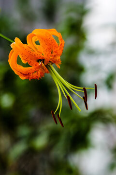 Summer lily photography, close-up of orange reflexed petals and long stamens