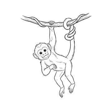 Cute baby capuchin monkey hanging playfully from vine in black and white sketch style