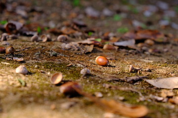 Single Acorn in Warm Autumn Sunlight on the Forest Floor © Hakua Ayashiro