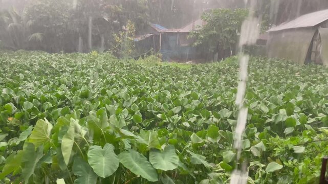 Heavy Monsoon Rain Pouring Over Green Water Hyacinth Field in Village