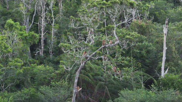 Wild proboscis monkeys (Nasalis larvatus) are resting at the treetops, utilizing the forest canopy as a natural resting place.
