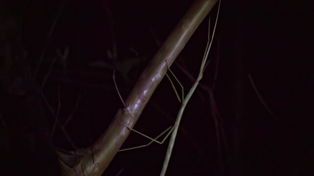 Close-up of a light green stick insect walking slowly on a tree trunk at night under artificial flashlight