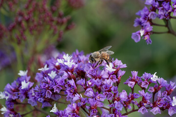 Close-up of a honey bee foraging for nectar and pollen among clusters of vibrant purple and white statice flowers. © Teelapon